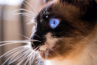 Close-up portrait of cat