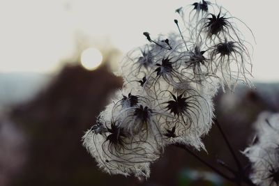 Close-up of wilted plant against sky