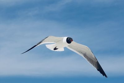 Low angle view of bird flying against sky