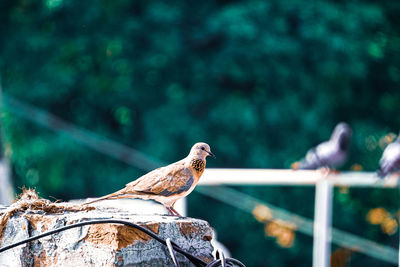 Close-up of bird perching on railing