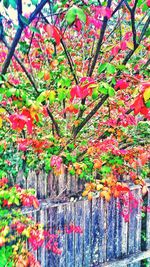 Red flowers growing on tree