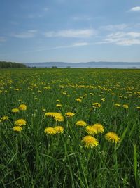 Yellow flowering plants on field against sky