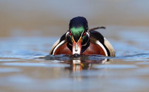 Close-up of mandarin duck swimming in lake