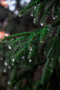 Close-up of raindrops on tree