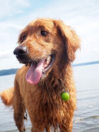 Close-up of dog with ball