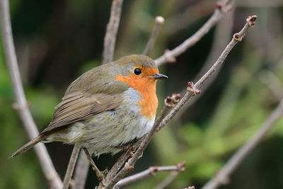 Close-up of a robin perching on  a branch