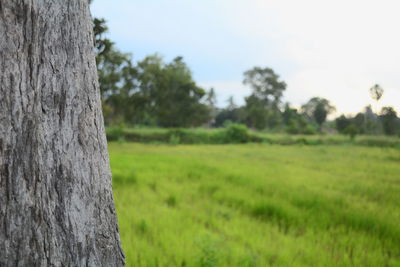 Scenic view of trees on field against sky