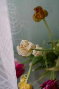 Close-up of white rose on plant