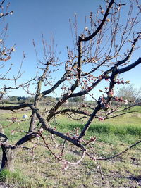 Bare tree on field against clear sky