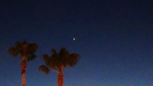 Low angle view of trees against sky at night