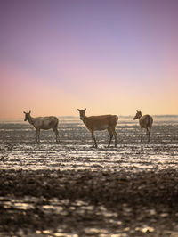 Elk standing on wetland in the morning