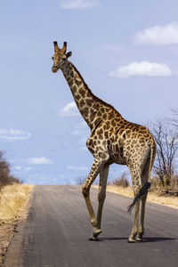 Giraffe on road against sky