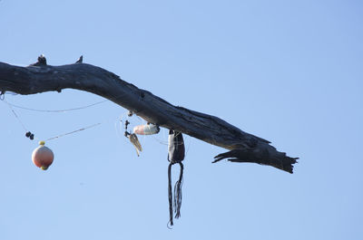 Low angle view of bird on branch against clear blue sky