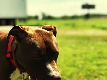 Close-up of dog on field