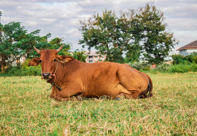 Horse in a field