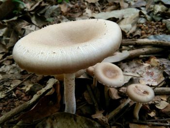 Close-up of mushroom growing on field