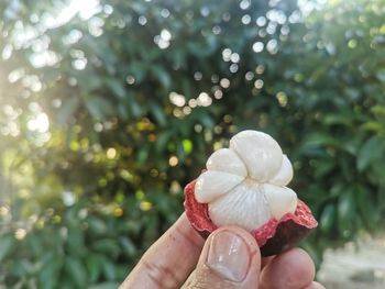 Close-up of hand holding plant