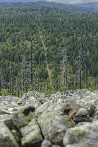 Scenic view of pine trees in forest