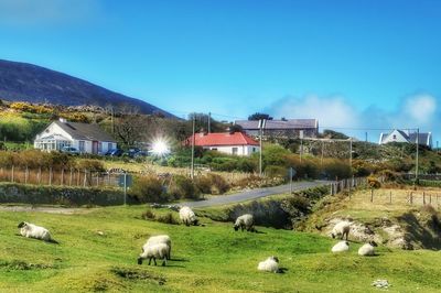 Sheep grazing on field against sky