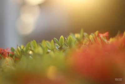 Close-up of plant