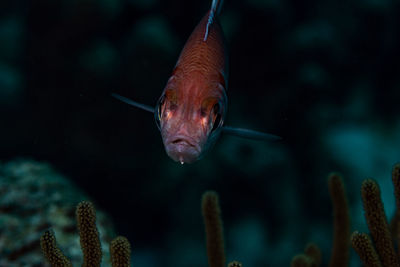 Close-up of fish swimming in sea