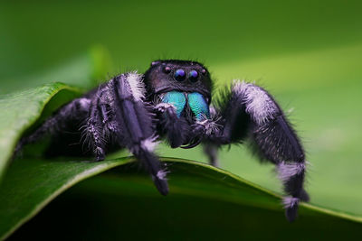 Close-up of spider on web