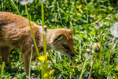 Side view of an animal on field