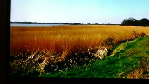 Scenic view of field against sky