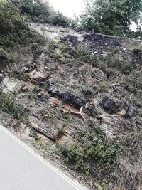 High angle view of road amidst trees in forest