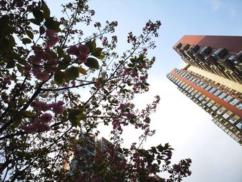 Low angle view of flowering tree against sky