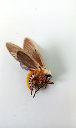 Close-up of butterfly on leaf