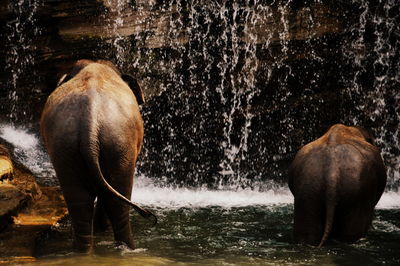 Elephant standing in water