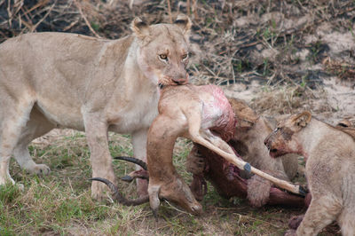 Lioness feeding cubs with hunted animal