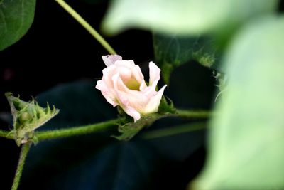 Close-up of pink rose