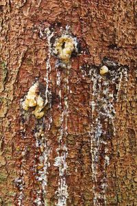 Full frame shot of old tree trunk