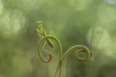 Praying mantis with beautiful pose