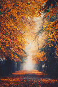 Trees in forest during autumn