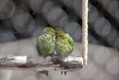 Close-up of bird perching on branch