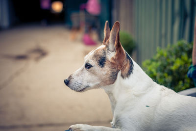Close-up of a dog looking away