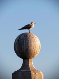 Low angle view of seagull perching on sphere shape sculpture against clear sky