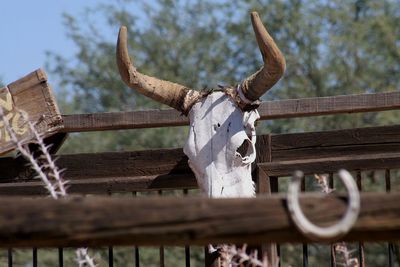 View of an animal skull on fence