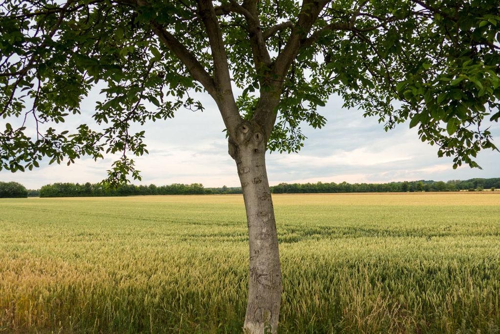 grass, tranquility, field, tranquil scene, tree, landscape, growth, tree trunk, nature, scenics, beauty in nature, sky, green color, grassy, rural scene, agriculture, idyllic, branch, non-urban scene, no people