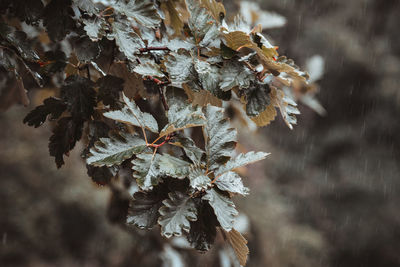 Close-up of dry leaves during winter