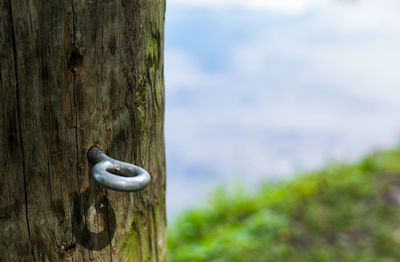 Close-up of wood against trees