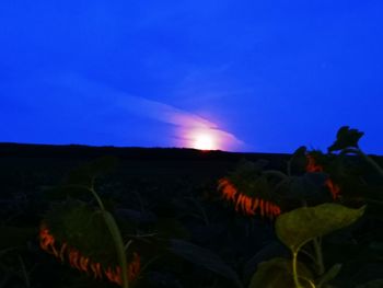 Scenic view of flowering plants on field against sky at night