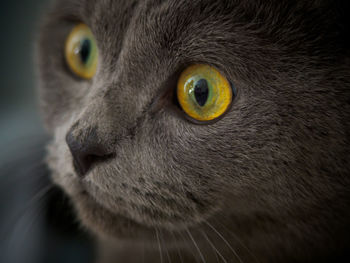 Close-up portrait of a cat