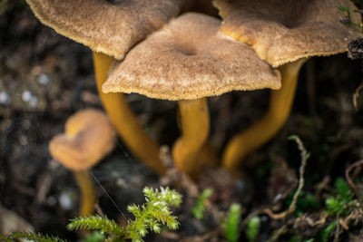 Close-up of mushroom growing on field