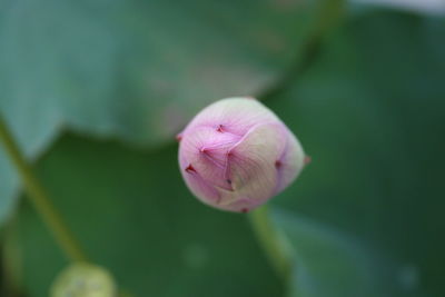 Close-up of pink lotus flower