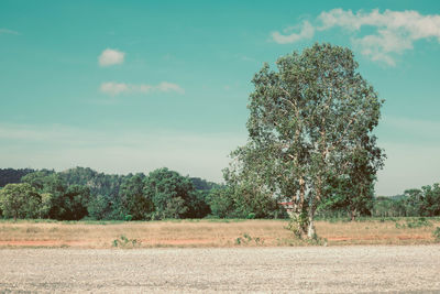 Trees growing on field against sky