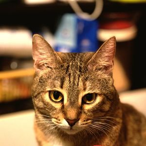 Close-up portrait of tabby cat